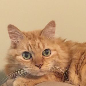 Meet your Posher, Elizabeth